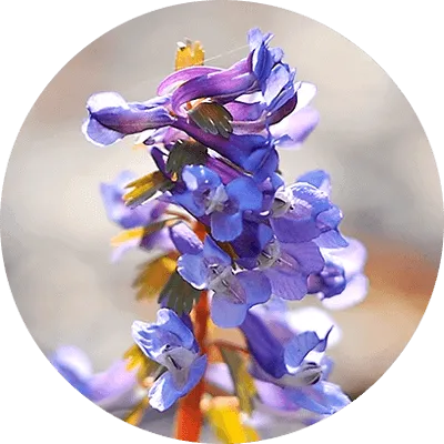 Sonic Solace Corydalis