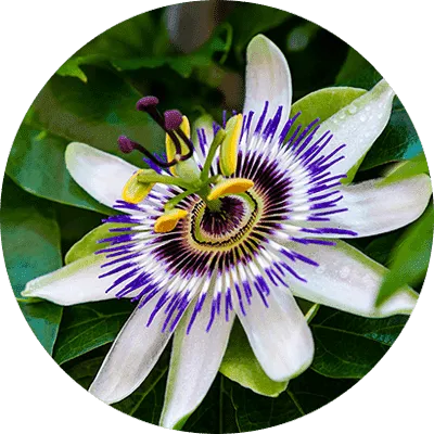 Sonic Solace Passion Flower