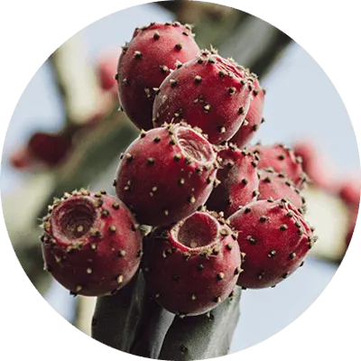 Sonic Solace Prickly Pear